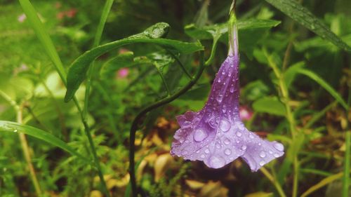 Close-up of water drops on flower