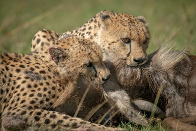 Lion cubs on field