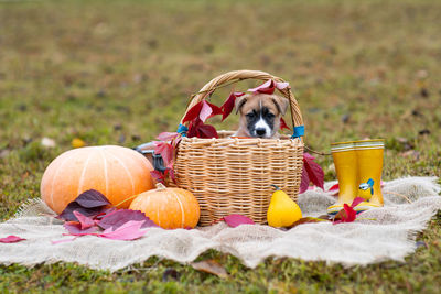 View of a dog with colorful ball in basket