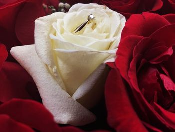 Diamond ring on white rose