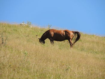 Horse in a field