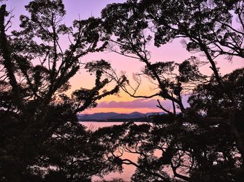 Silhouette trees by lake against sky during sunset