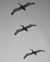 Low angle view of seagulls flying against clear sky