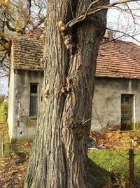 Tree by house