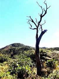 Bare tree against clear sky