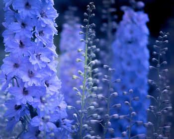 Close-up of fresh purple flowers blooming outdoors