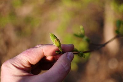 Cropped hand holding bud