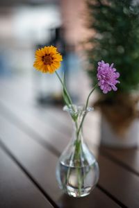 Close-up of yellow flowers in vase
