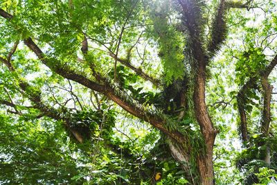 Low angle view of trees in forest