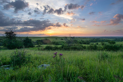 Scenic view of field against sky