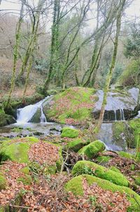 Scenic view of river in forest