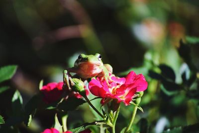 Close-up of honey bee on pink flower