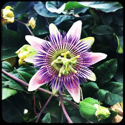 Close-up of passion flower blooming outdoors