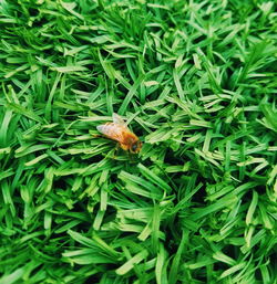 High angle view of butterfly on grass