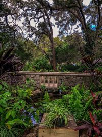 Plants and trees in a garden