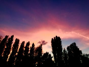 Silhouette of trees at sunset
