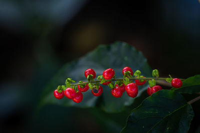 Close-up of red berries growing on plant