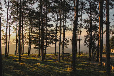 Trees growing in forest