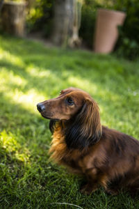 Close-up of dog looking away on field