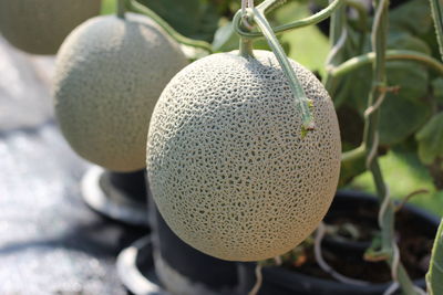 Close-up of fruits hanging on plant