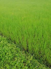 Scenic view of agricultural field