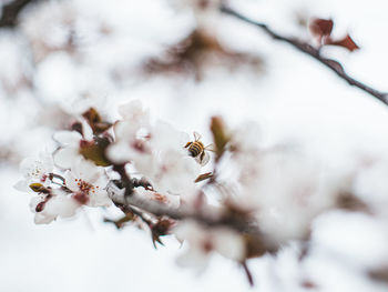 Close-up of bee on white flower