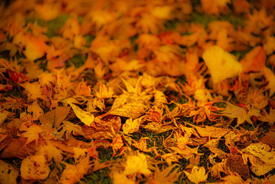 Full frame shot of yellow autumn leaves on field