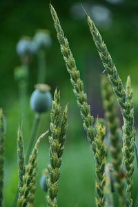 Close-up of crop in field