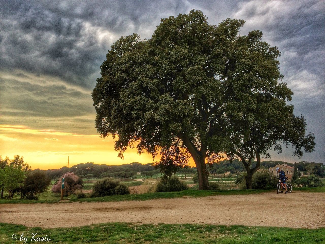 tree, sky, cloud - sky, tranquility, tranquil scene, beauty in nature, scenics, landscape, cloud, nature, field, cloudy, growth, sunset, grass, idyllic, non-urban scene, outdoors, no people, sunlight