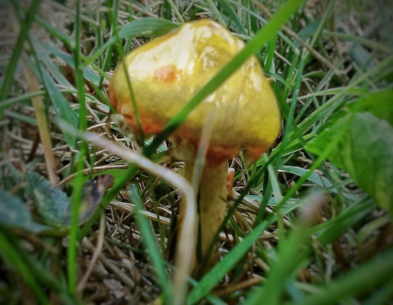 CLOSE-UP OF MUSHROOM IN FIELD