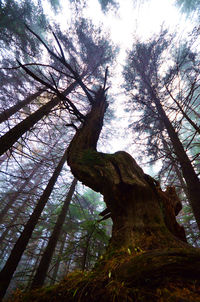 Low angle view of tree in forest