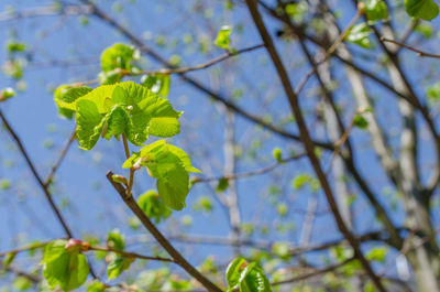 Low angle view of flowering plant