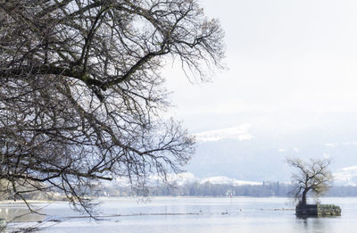 Bare trees on snow covered landscape