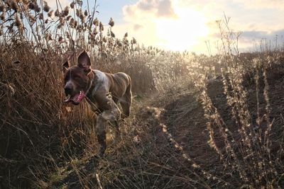 Dog running on field