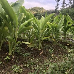 Close-up of crops growing on field