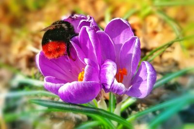 Close-up of honey bee pollinating on purple flower