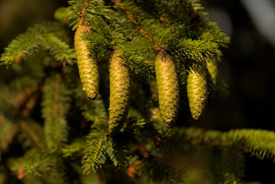 Green cones on the spruce