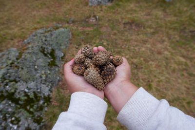 Cropped hand of woman holding plant