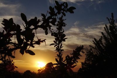 Low angle view of silhouette trees against orange sky