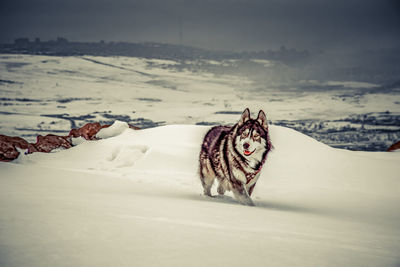 View of a dog on snow covered landscape