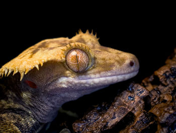 Close-up of lizard