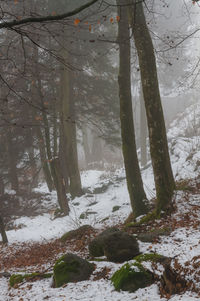 Trees on landscape