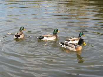 Ducks swimming in lake