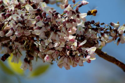 Close-up of flowers blooming on tree