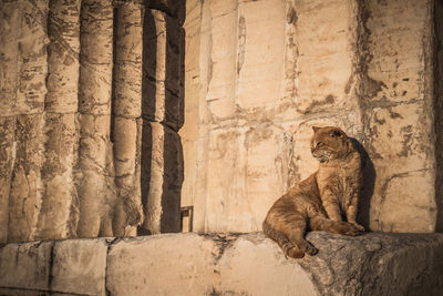 Cat sitting by wall of old building