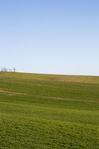 Scenic view of field against clear sky