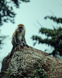 Low angle view of monkey on rock