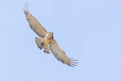 Low angle view of eagle flying against clear sky