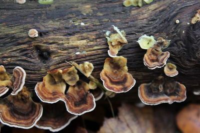 Close-up of mushrooms