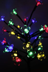 Low angle view of illuminated flowers
